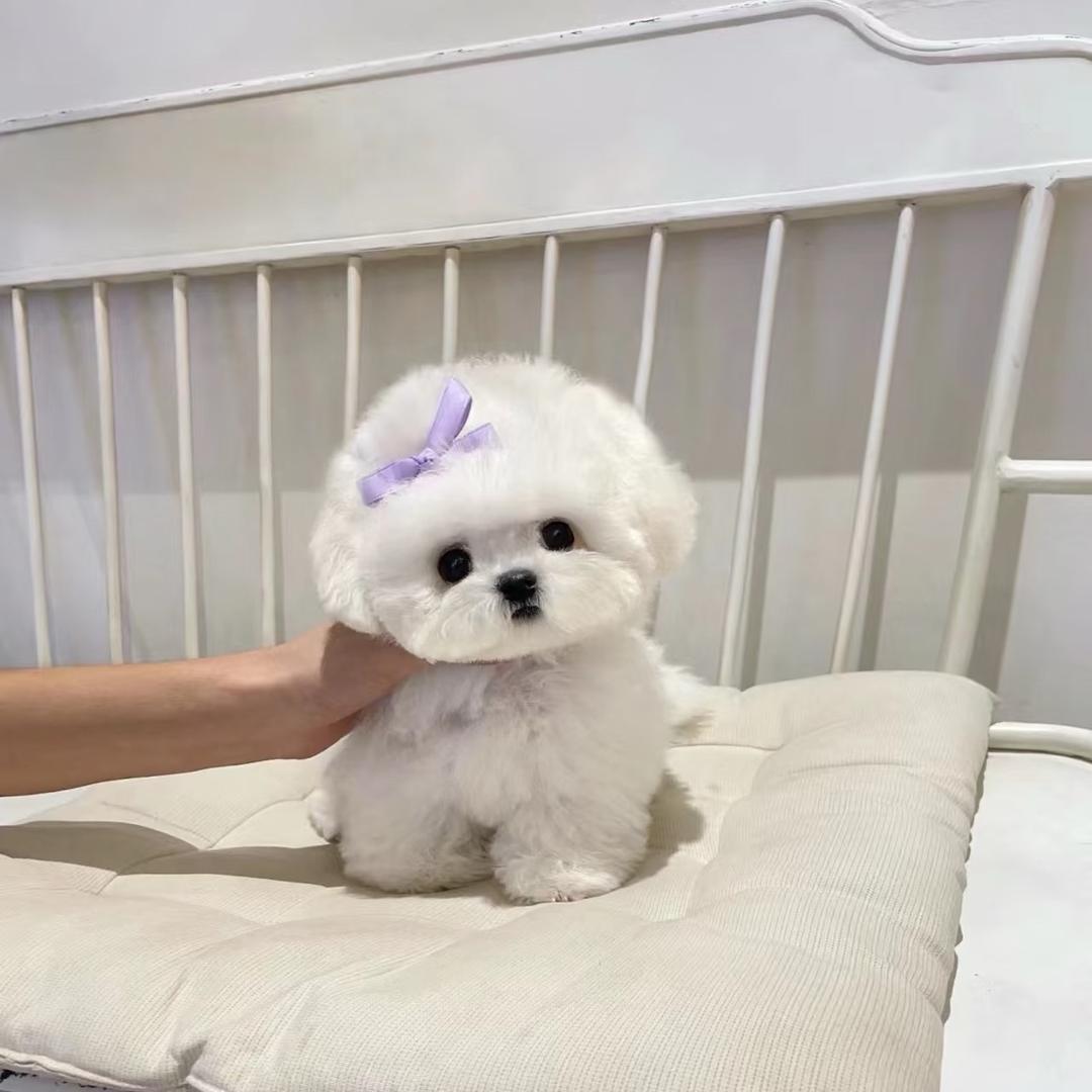 洛阳六六宠物