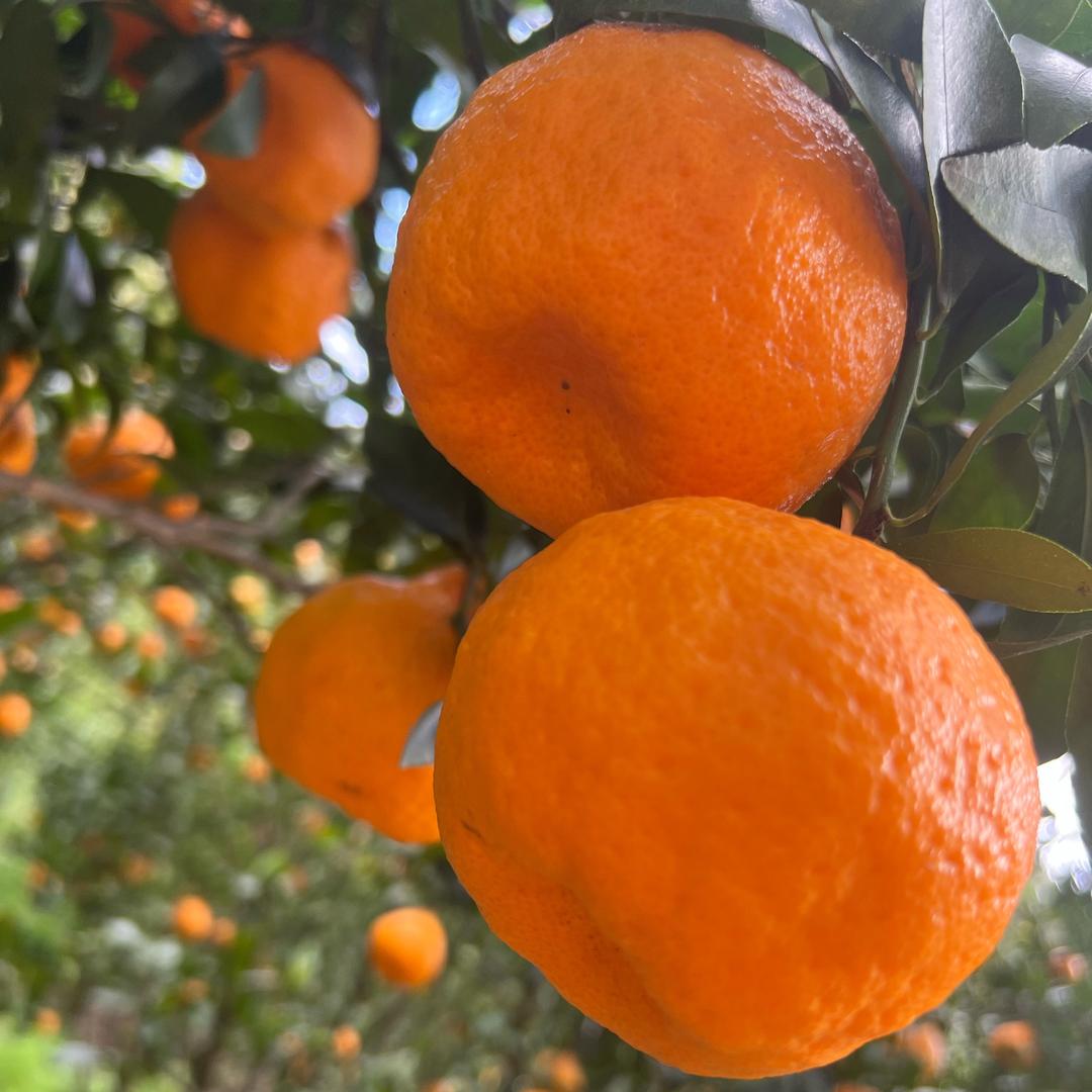 宛桔🍊