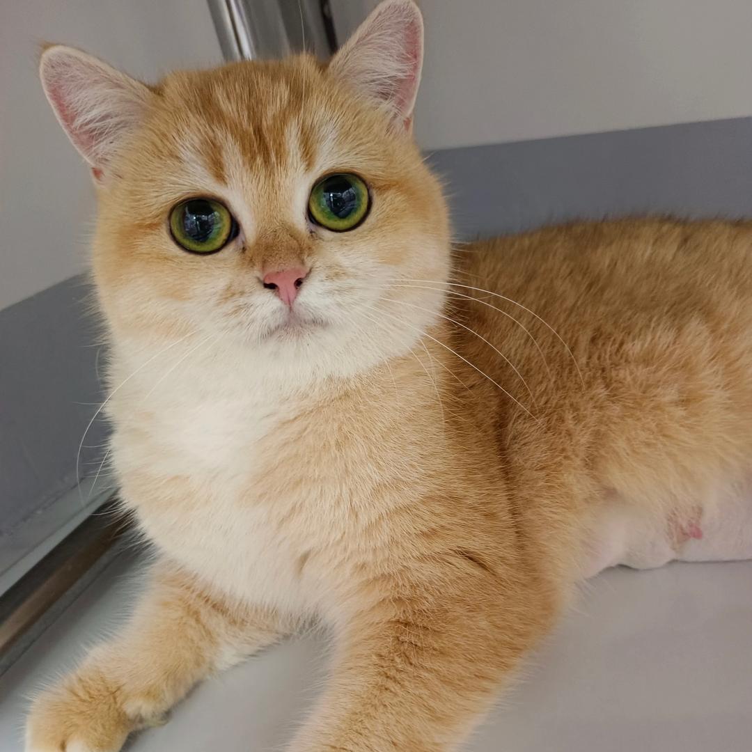 金丽猫屋（猫姥爷）