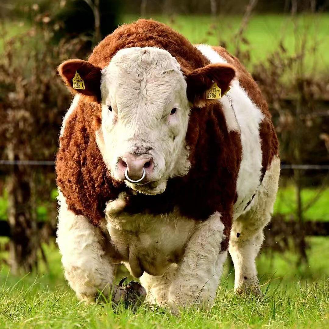 贵州小罗（牛经纪）