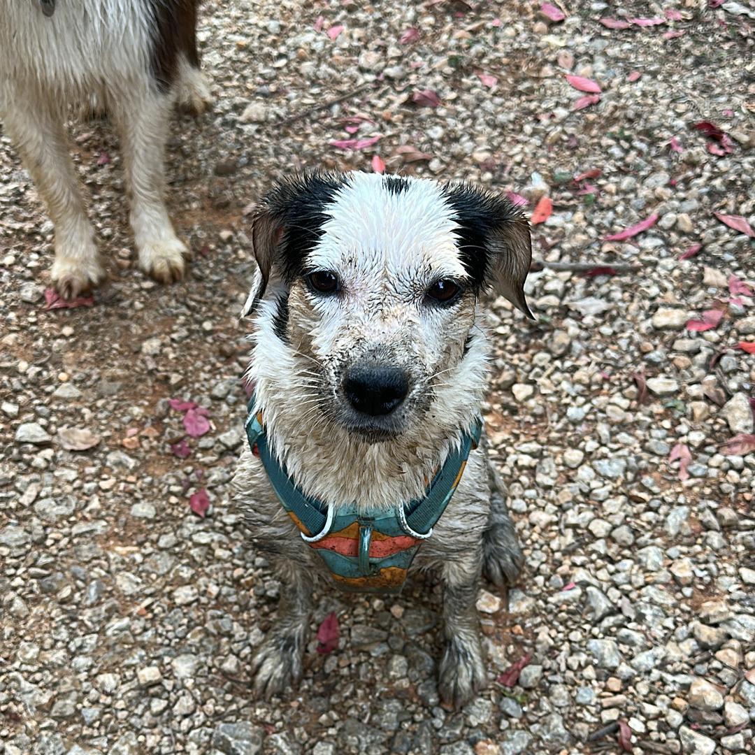 大可爱的小绿茶