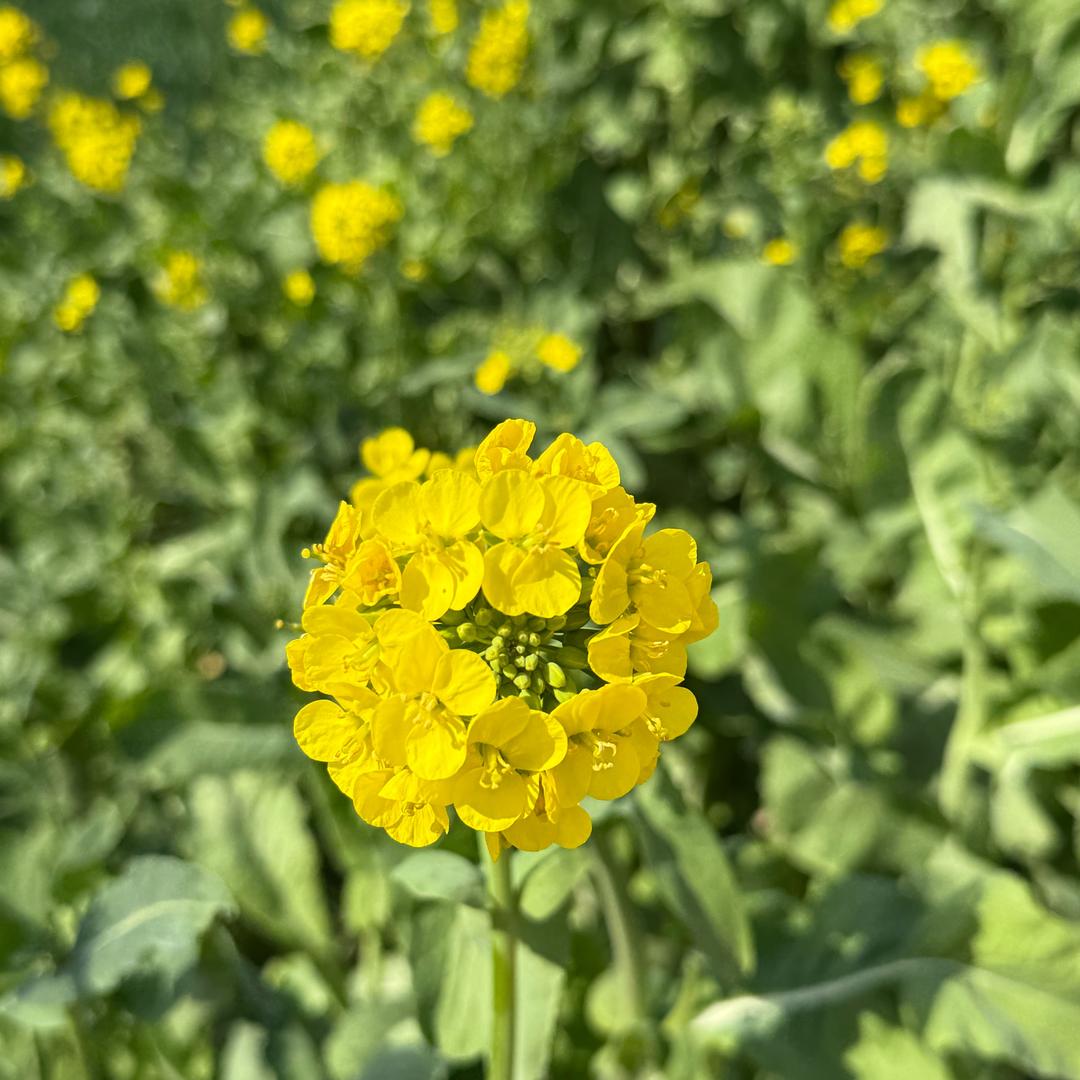 你明不明白