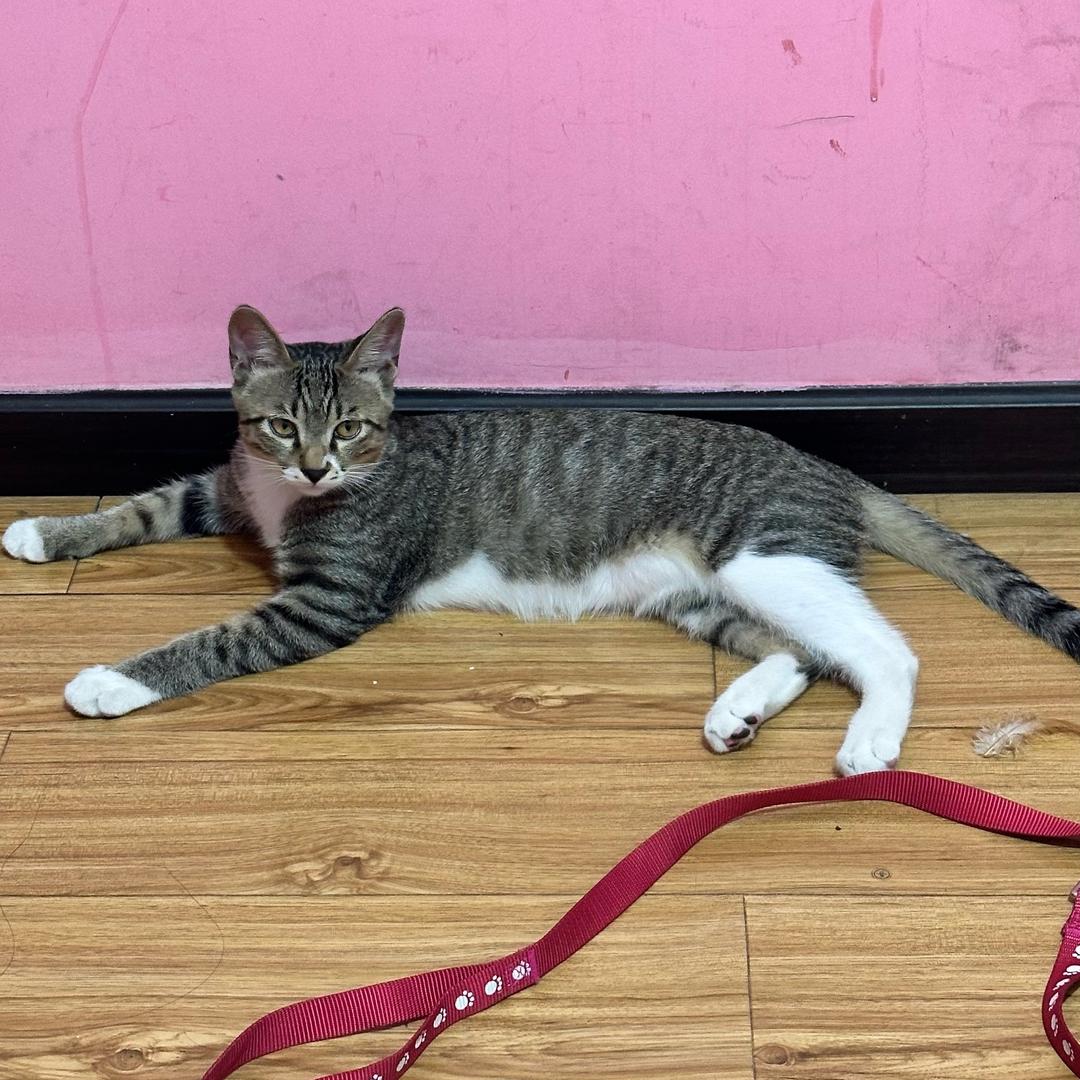 明哥是只猫🐈