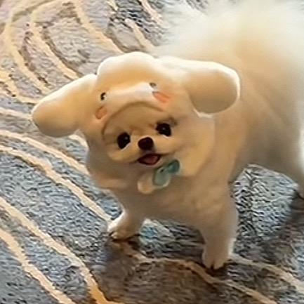 微醺小猫