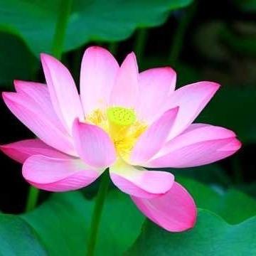 渡缘人