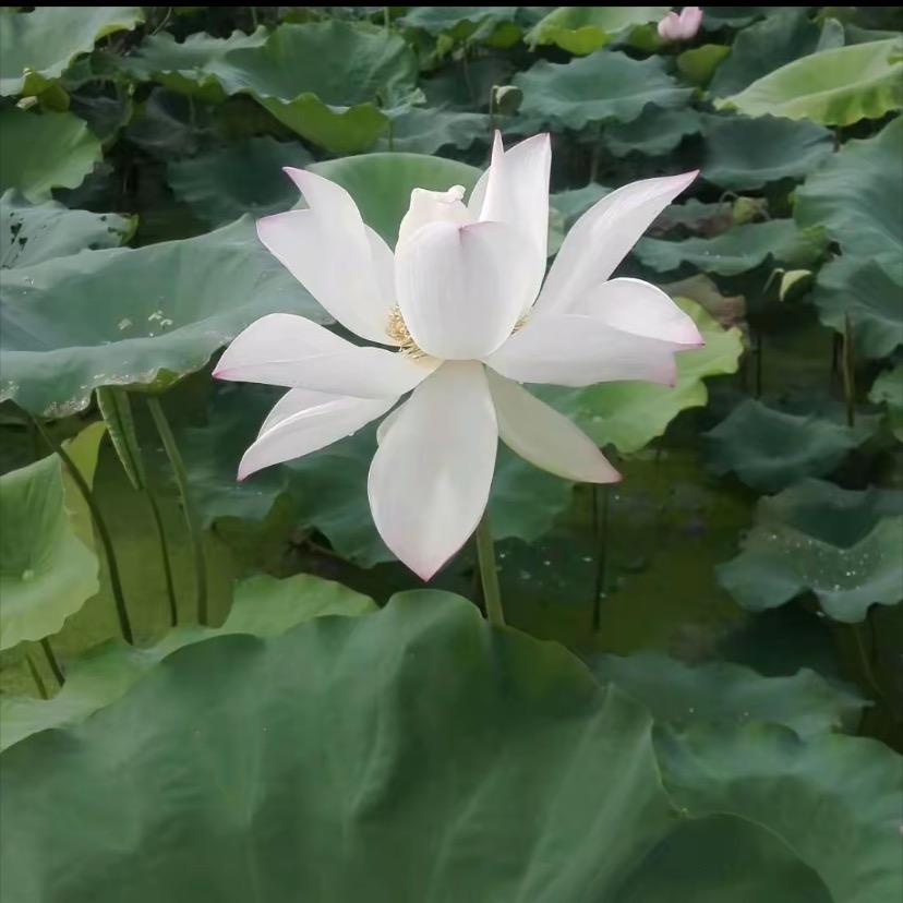 今晚很开门