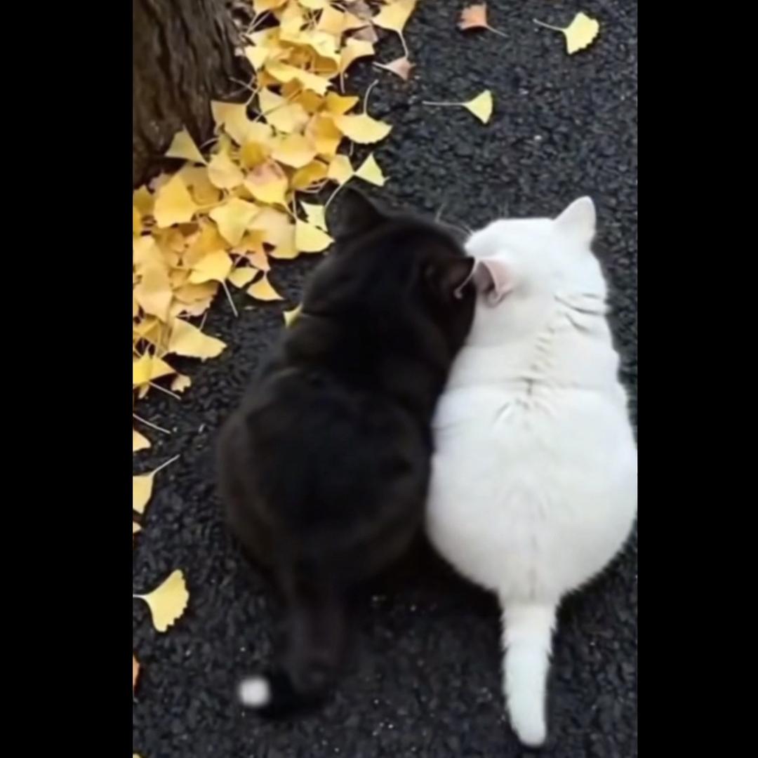 二妞