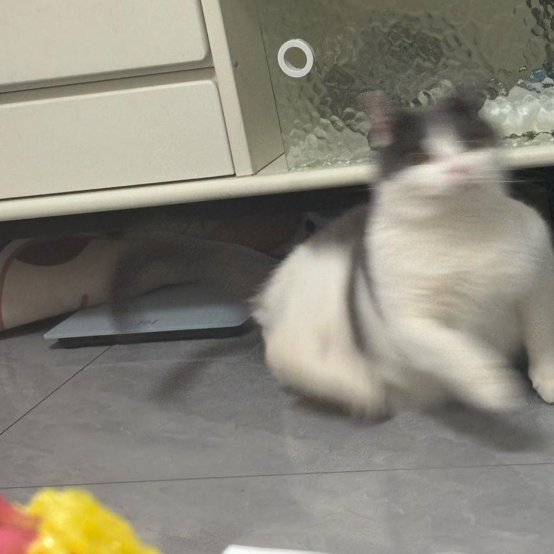 十个怪&🐱