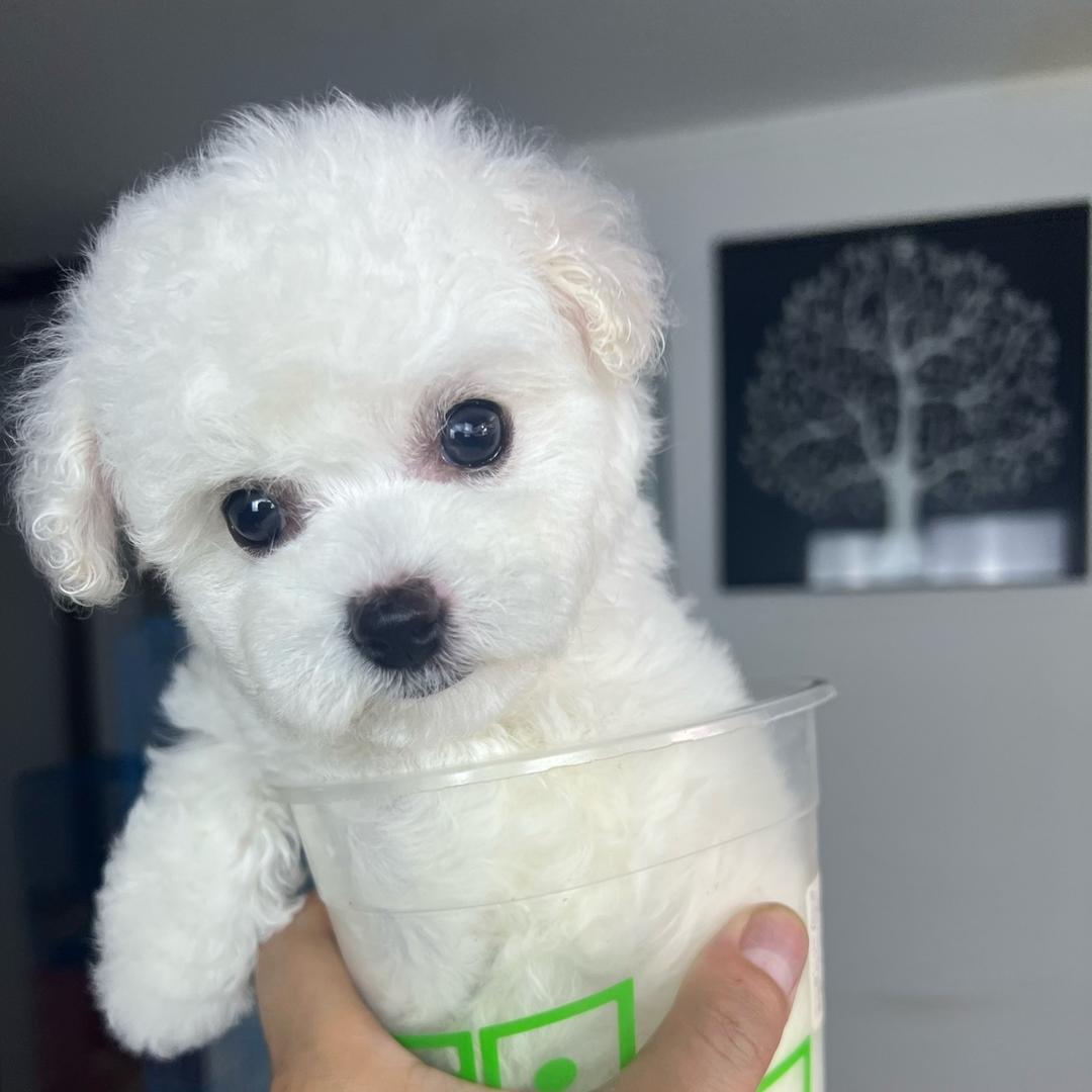 kk小体萌宠之家