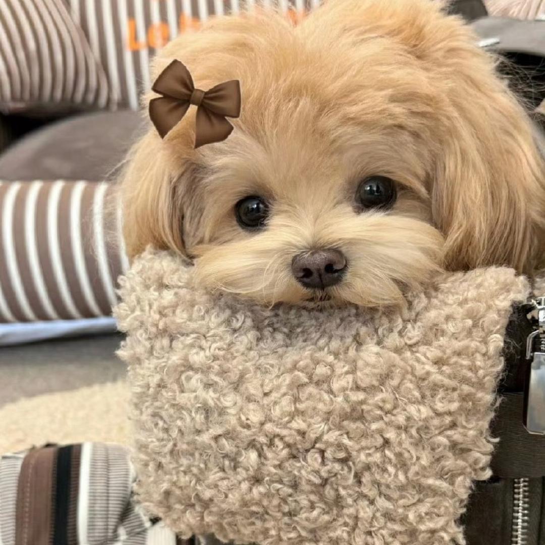 煎妮别犯困💤