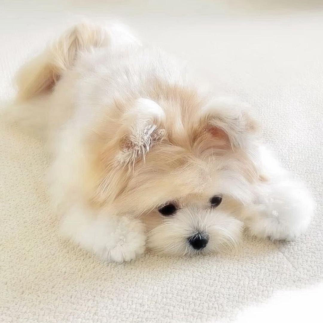 泡芙不爱吃香菜