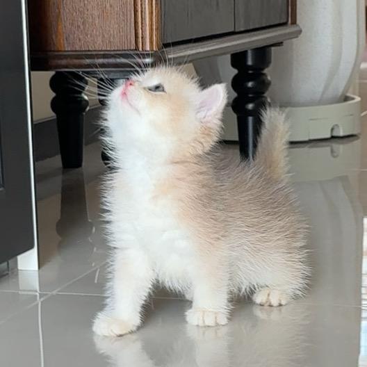 小六家的猫猫屋🏠(成都)