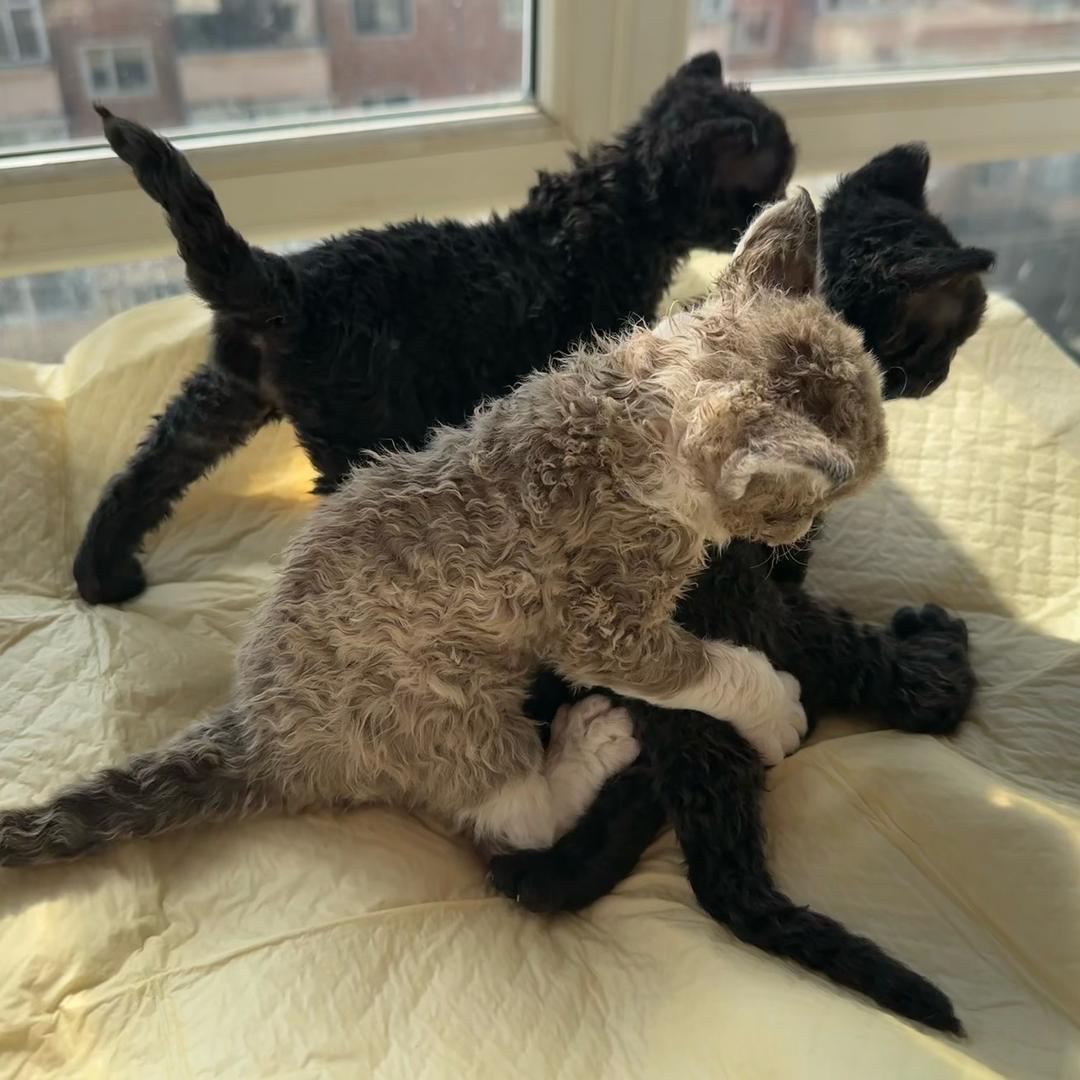 思明🌵补光灯🐈德文卷