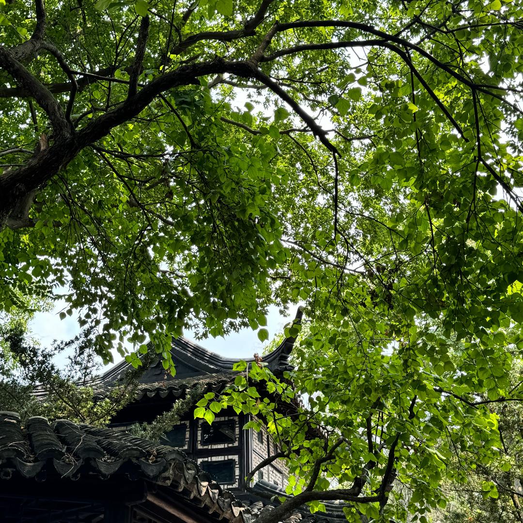 消失的腿毛CY