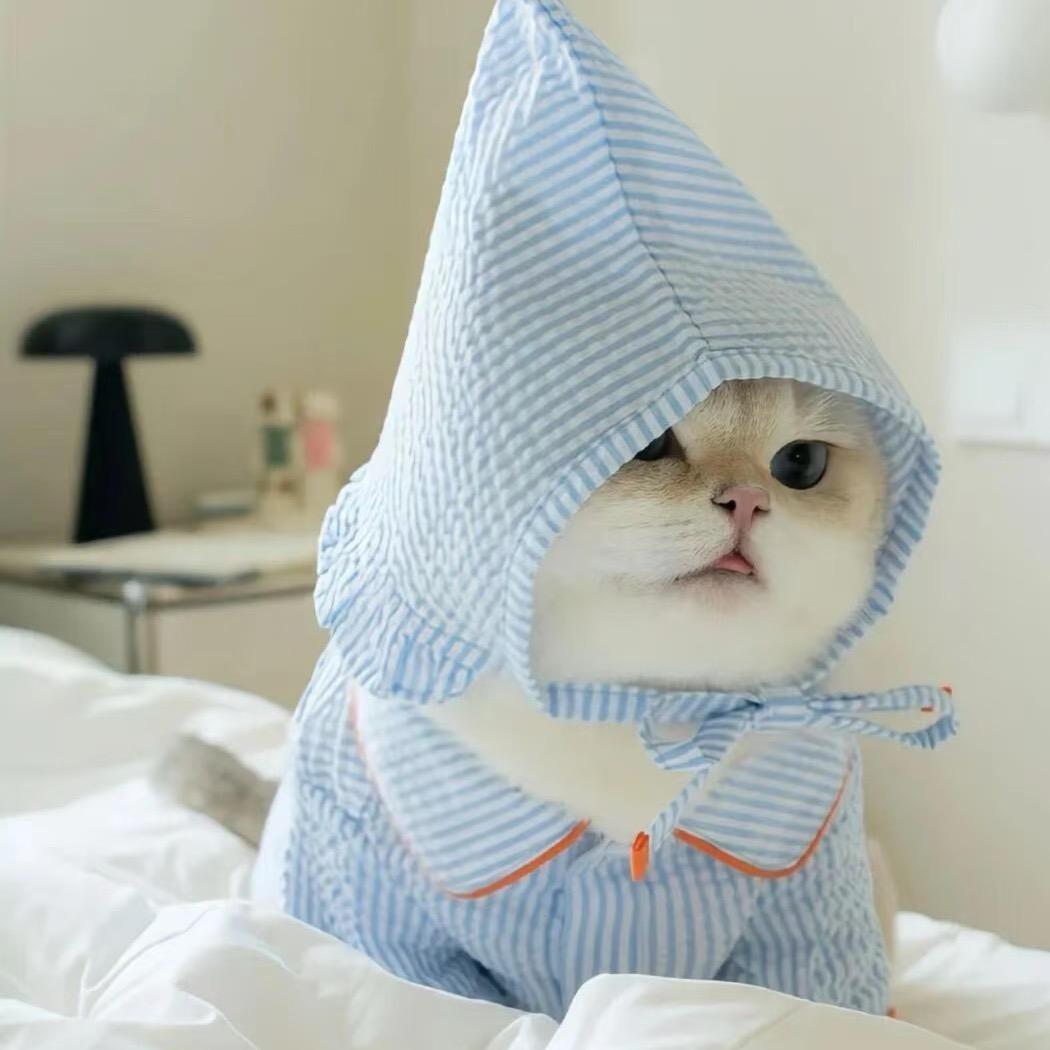🐱BEATA