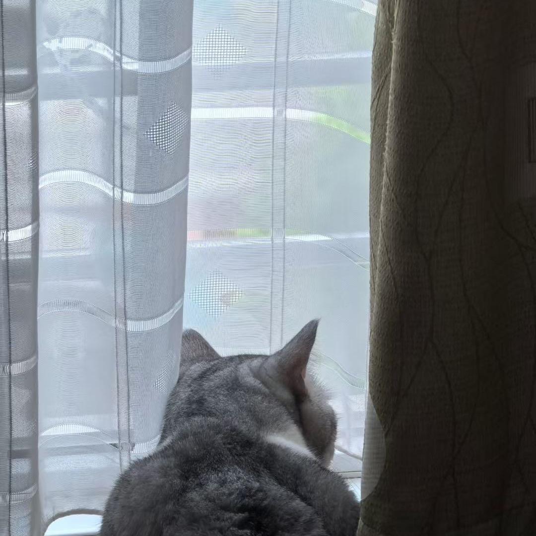 大锤大锤我是铁锤、