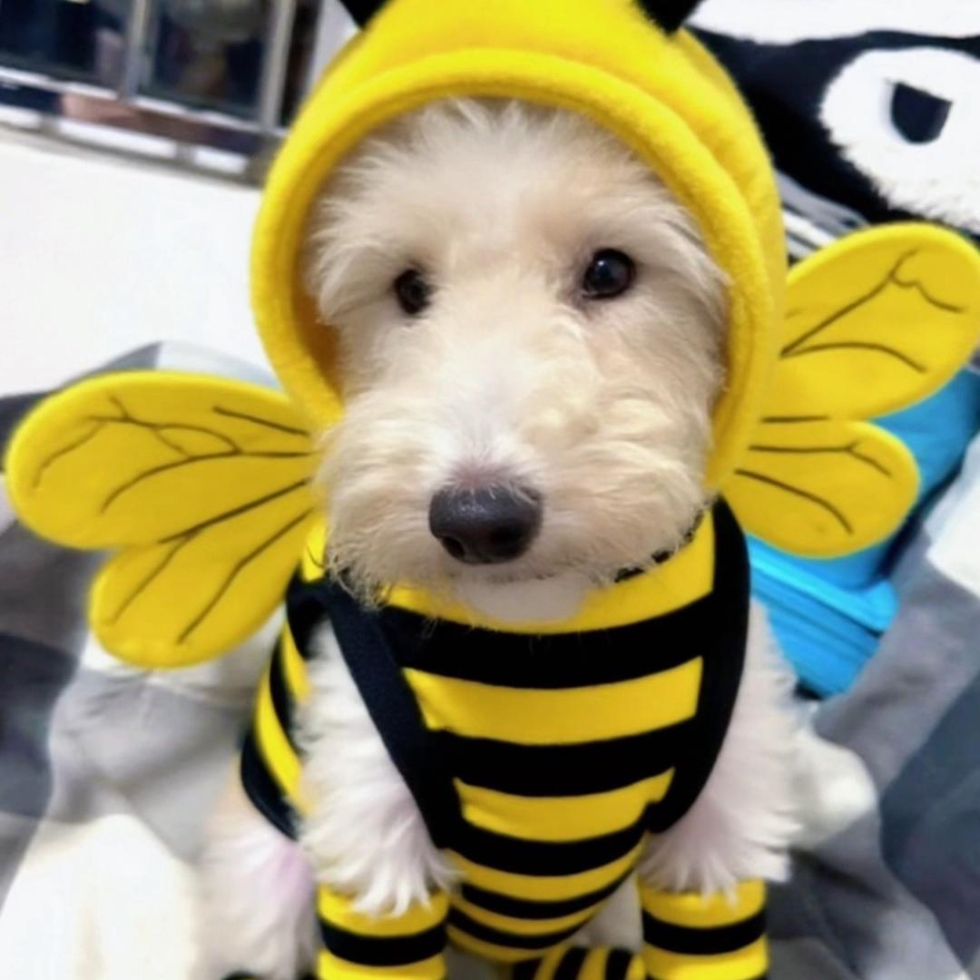 维尼是个小犟驴～