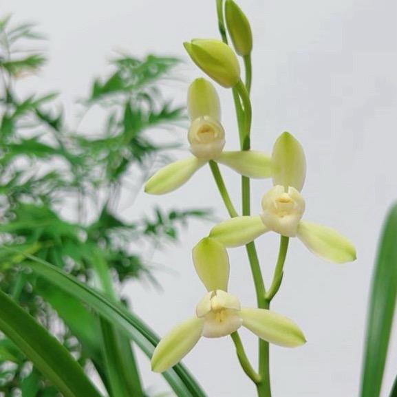 芳冰兰语