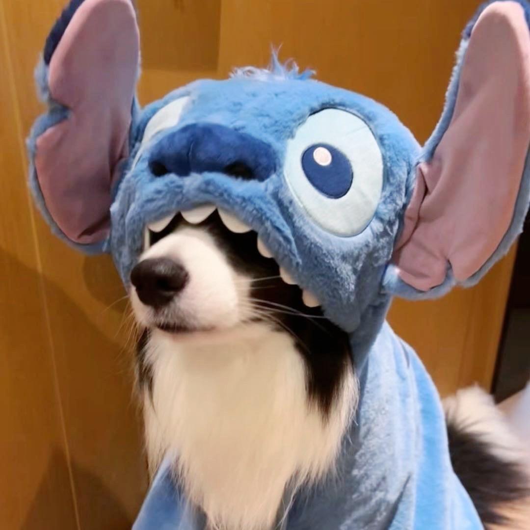 豪仔