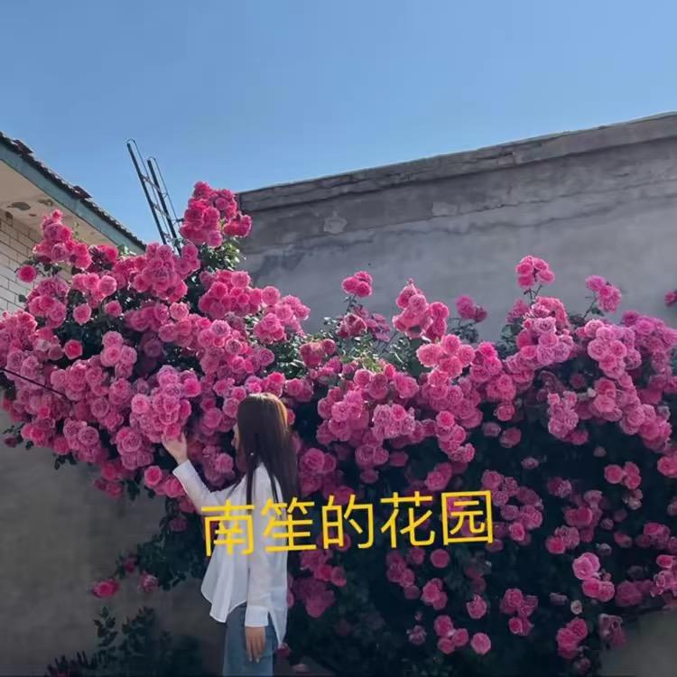 南笙的花园
