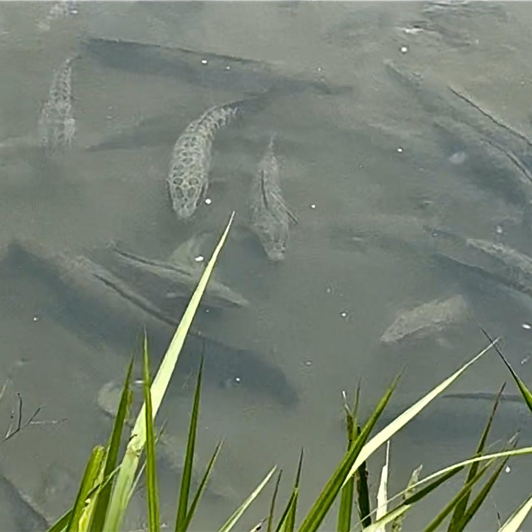 吃鱼长大的黑鱼