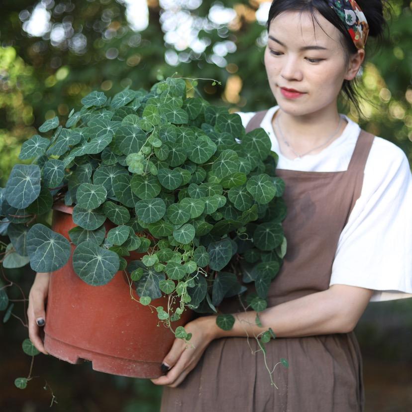 堇年造景鲜花旗舰店