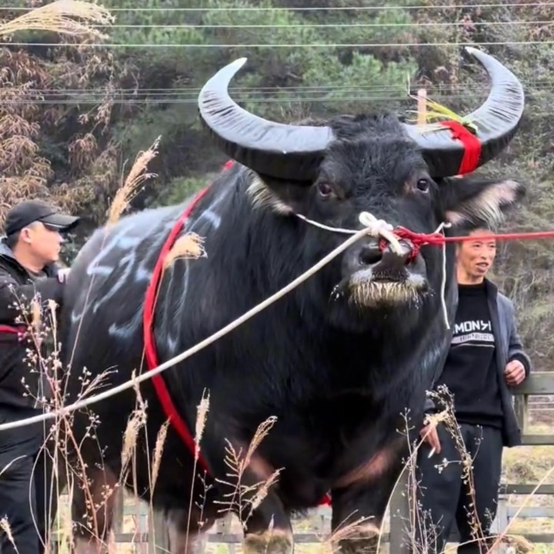 牛魔王
