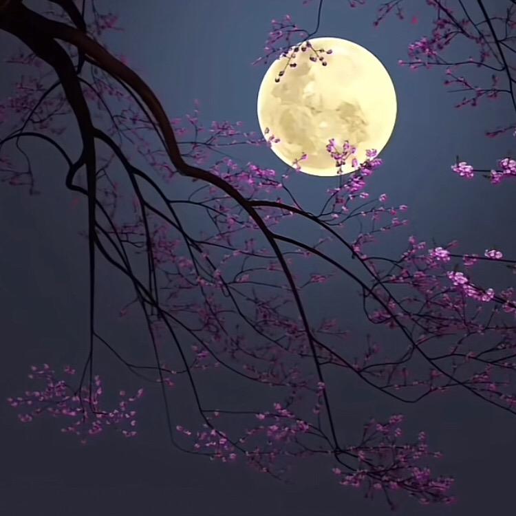 清💞༊风