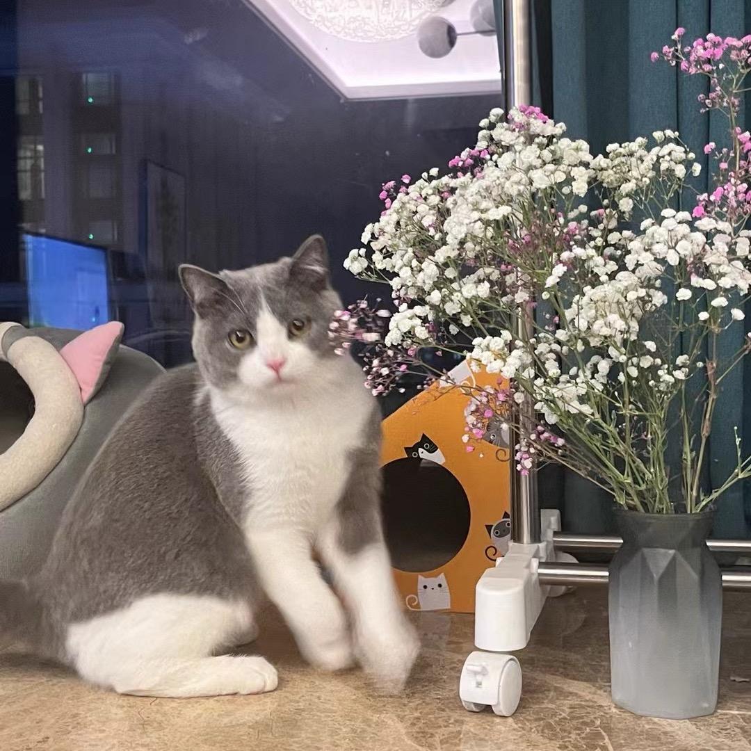 🌈Switch 有个大尾巴