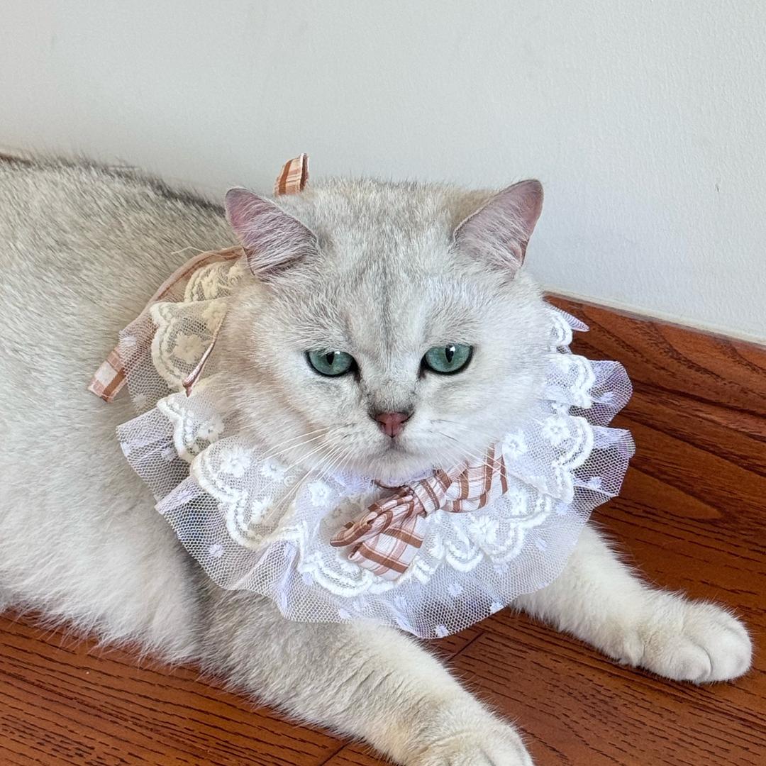 🐱猫毛拌饭机-