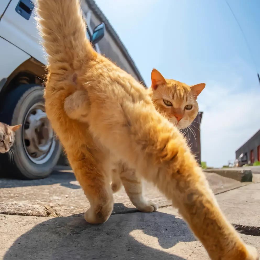 奖励一头猪