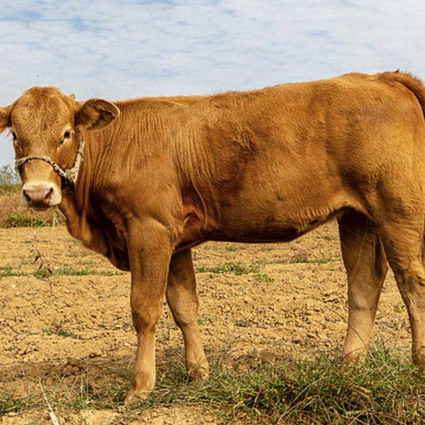 西北布法罗精选牛羊肉
