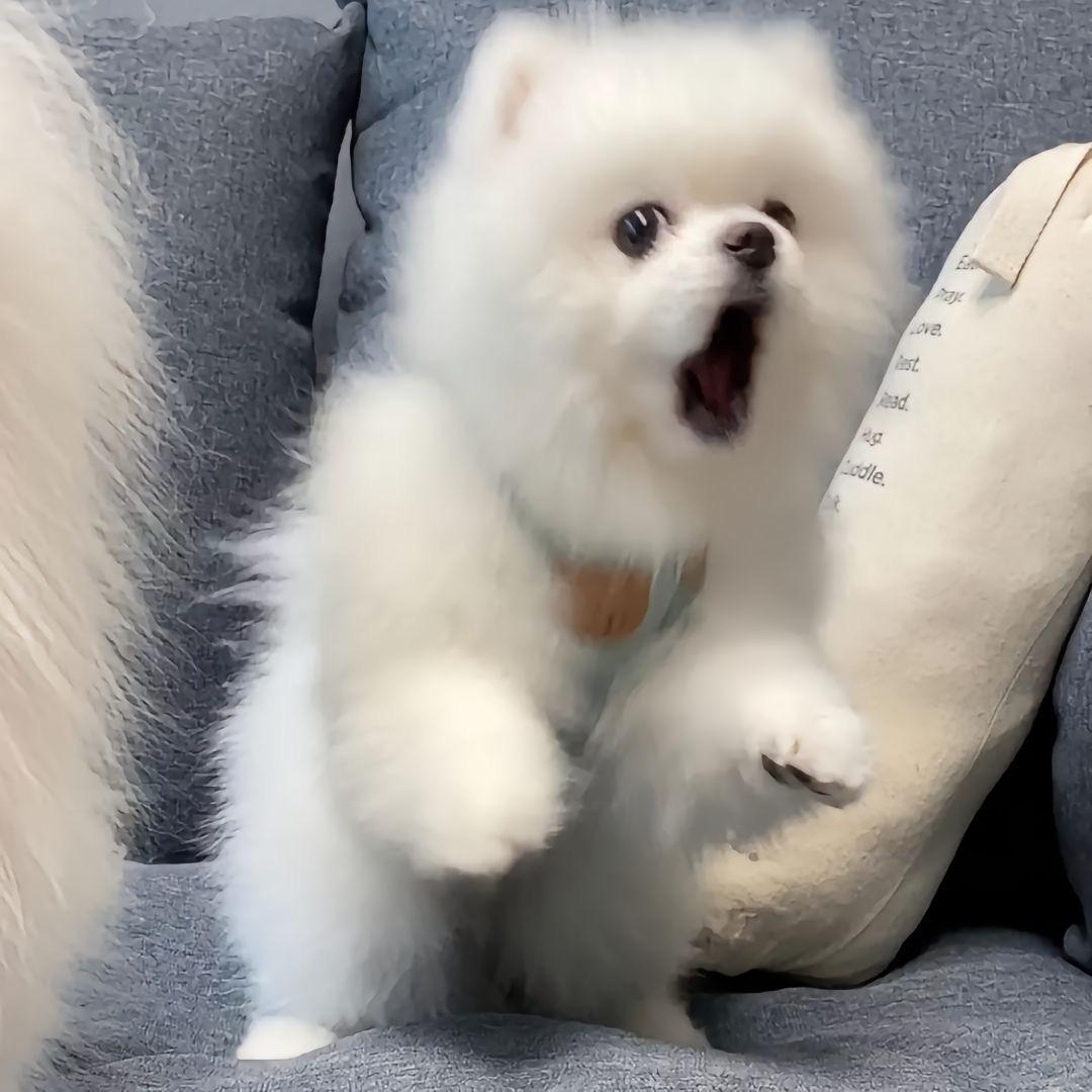 ᥫᩣ.知一