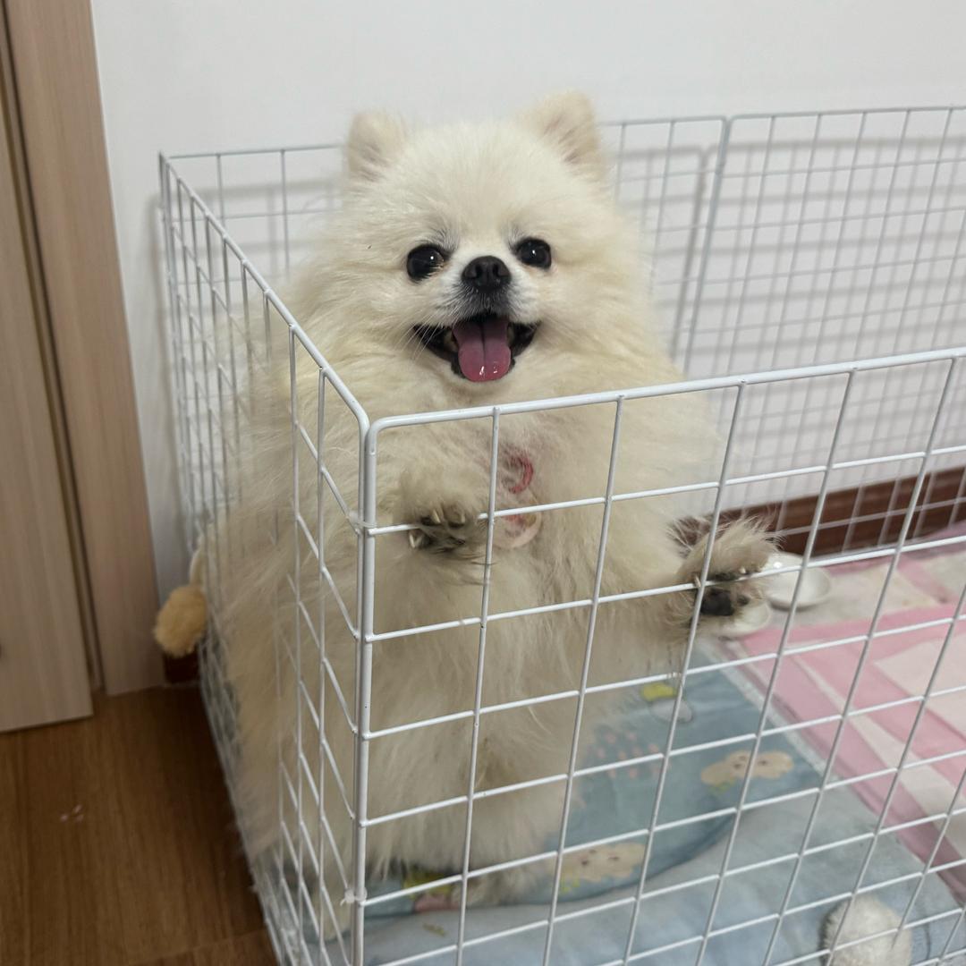 c c的两小只