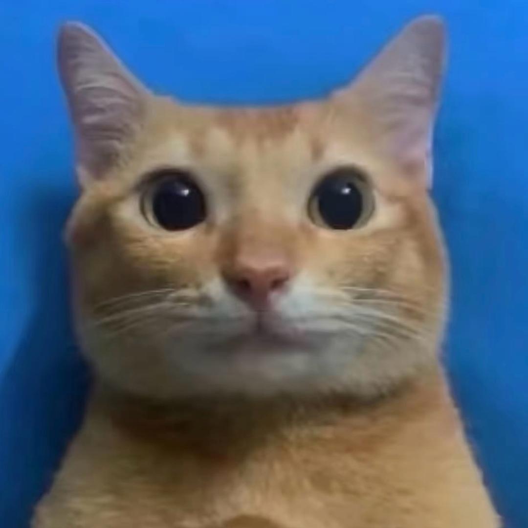 Yyyy