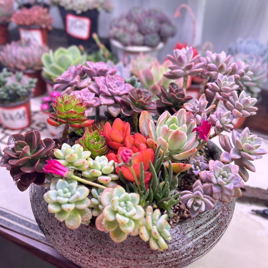 花之地园艺