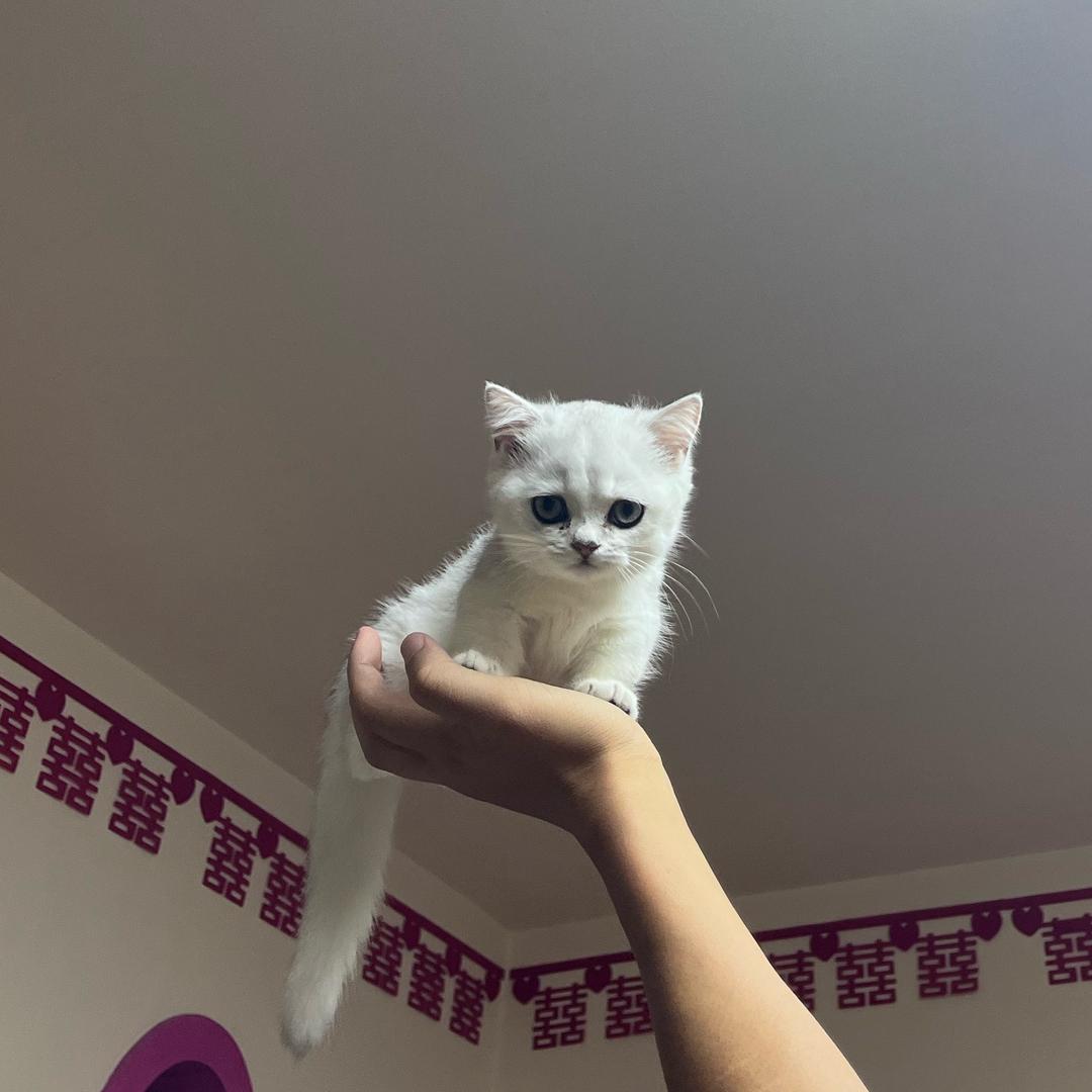 W.-