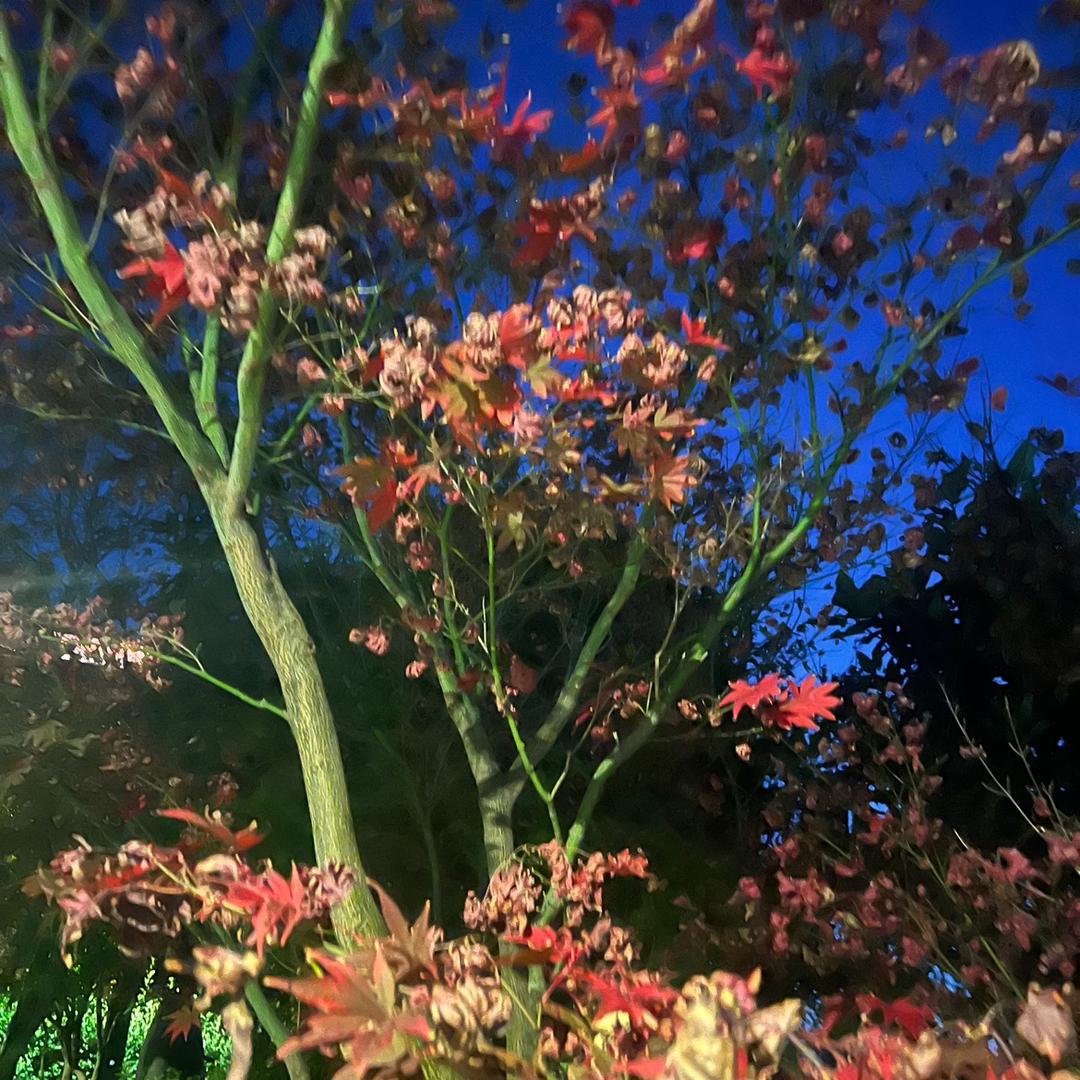 丰勇