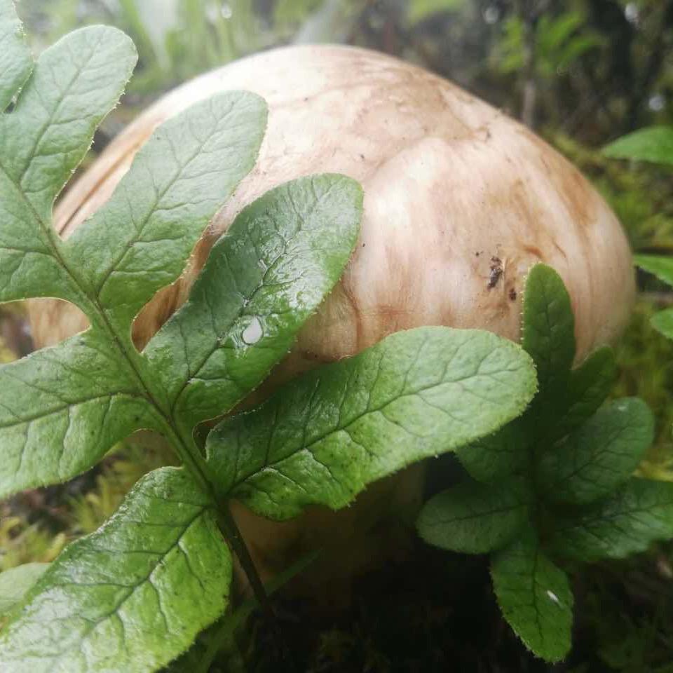 不会说话的松茸
