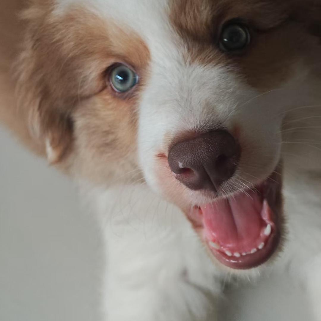 驮驮是个雕色边牧