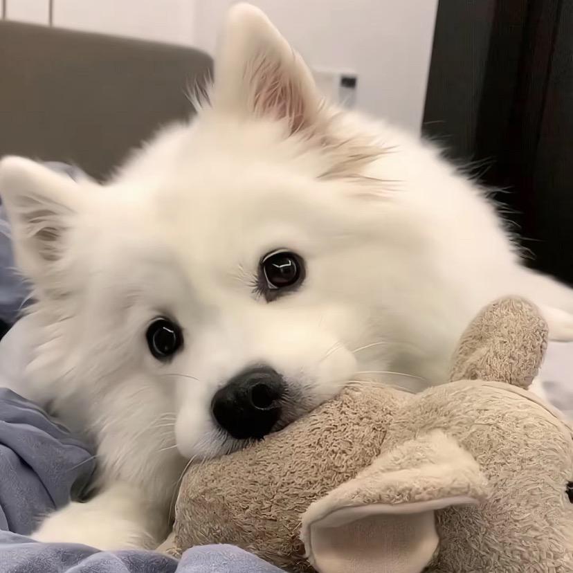 嘟嘟家的萨摩耶