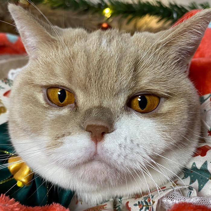 我与傻猫二三事