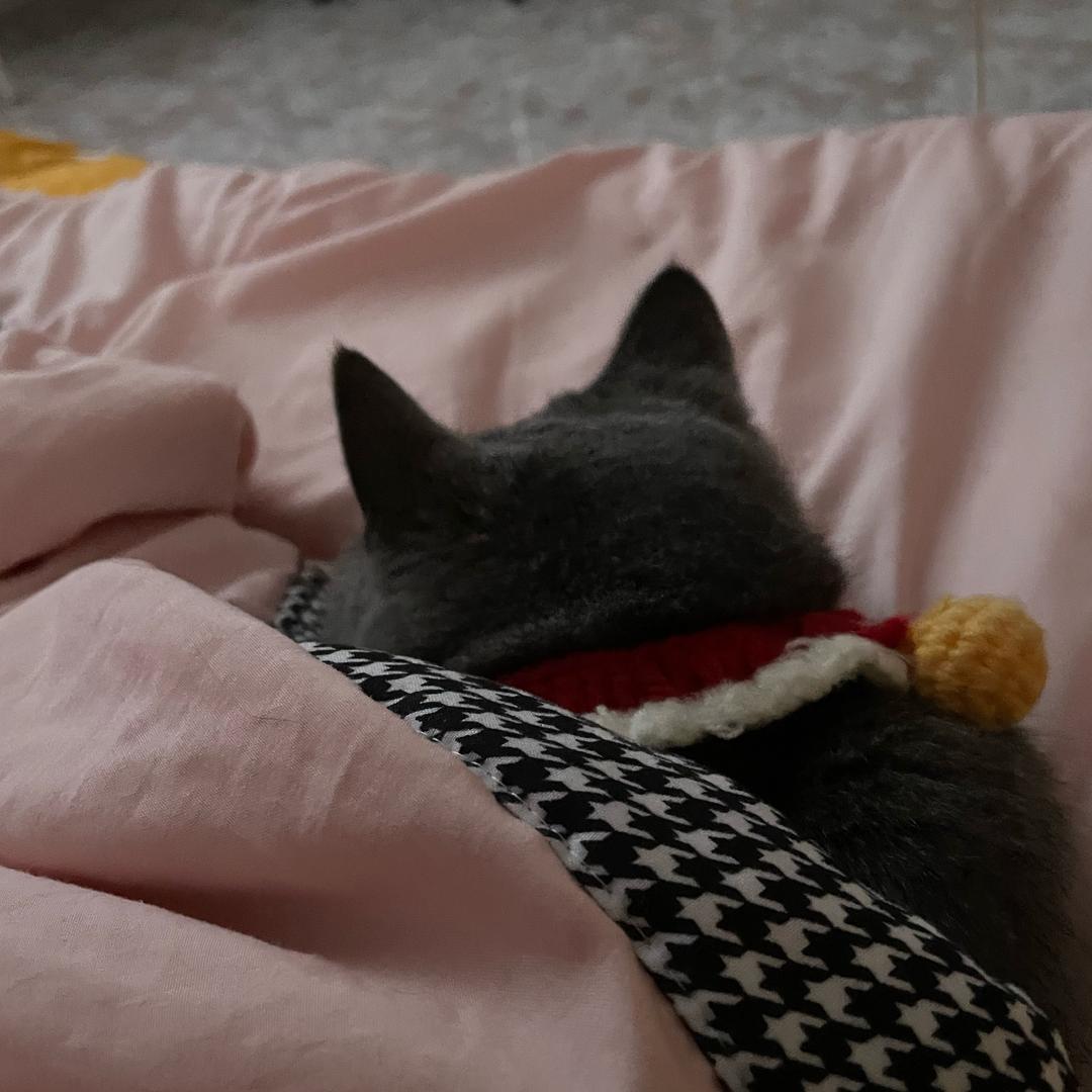 敦敦