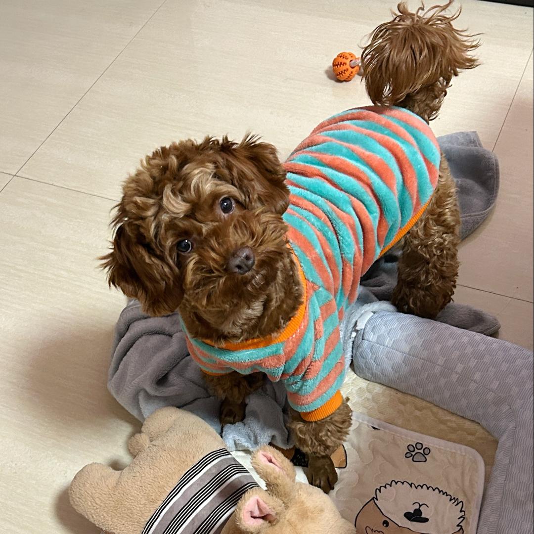 豆豆是只小泰迪