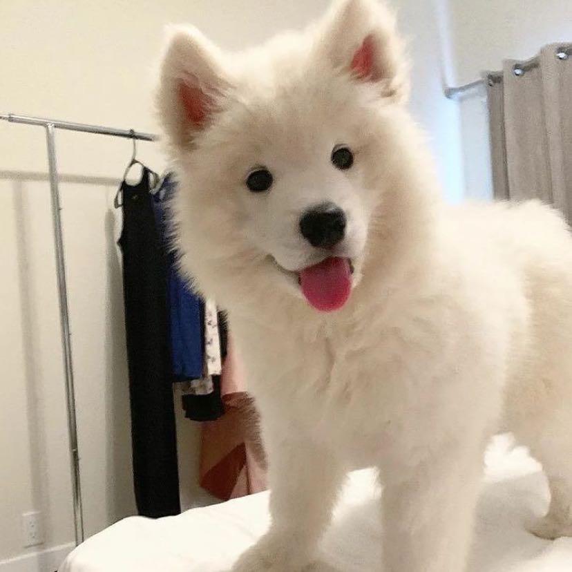 星星狗