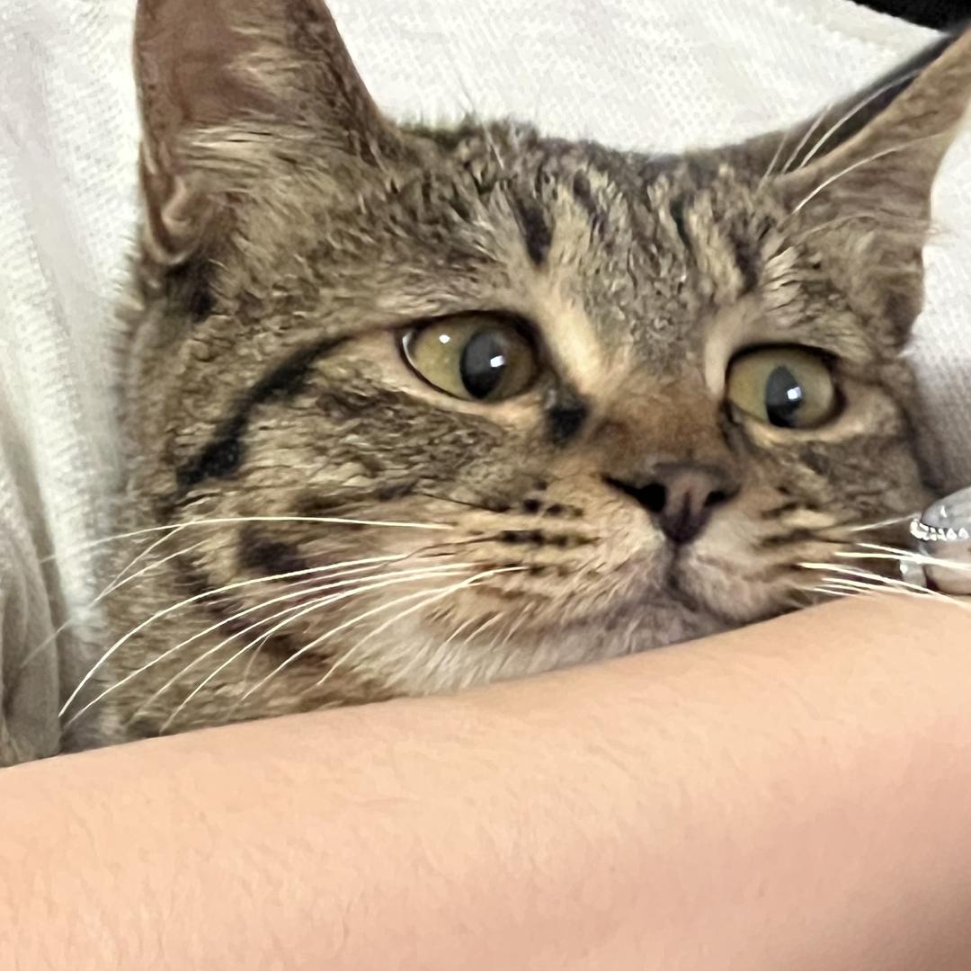 Nono是只猫