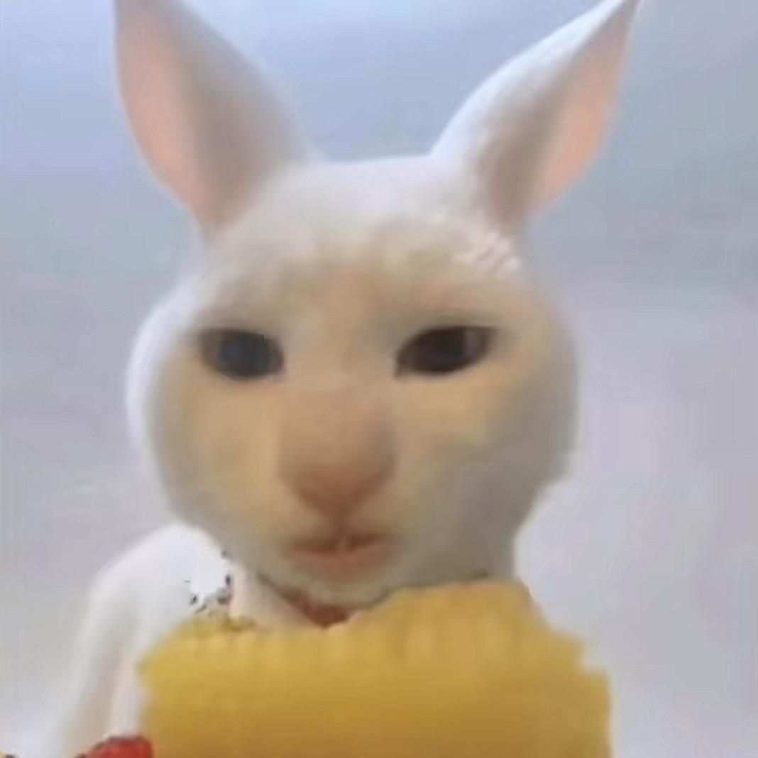 猫猫大侠