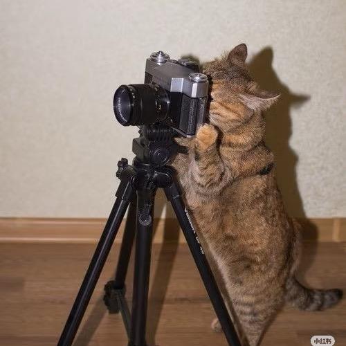 陈小果 📷（接跟拍）