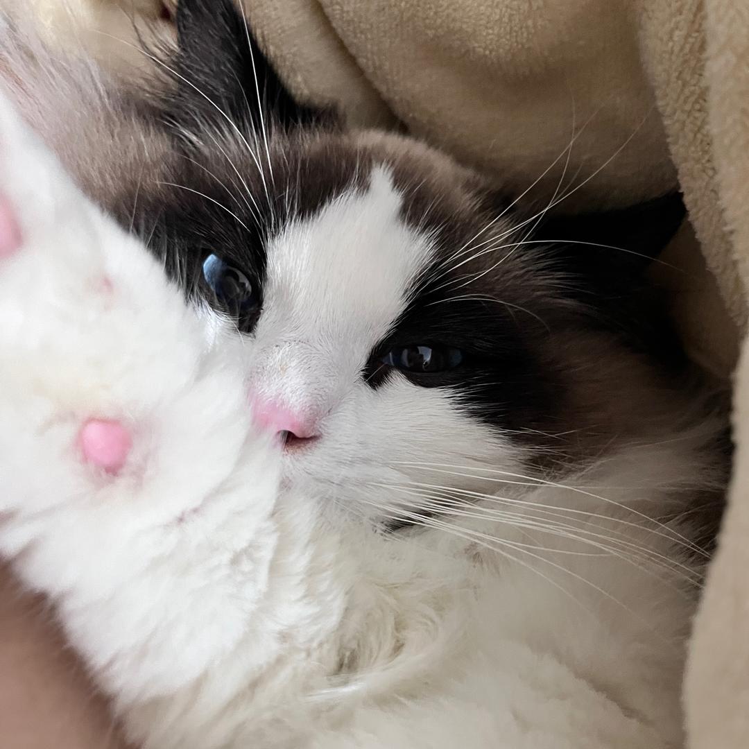 猫机是果冻