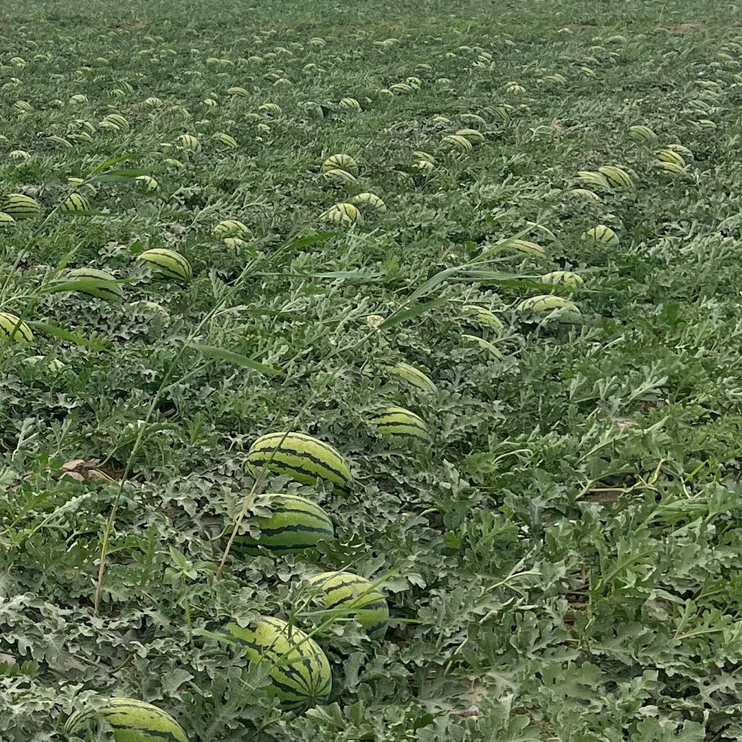 宁夏   小志子果蔬代办